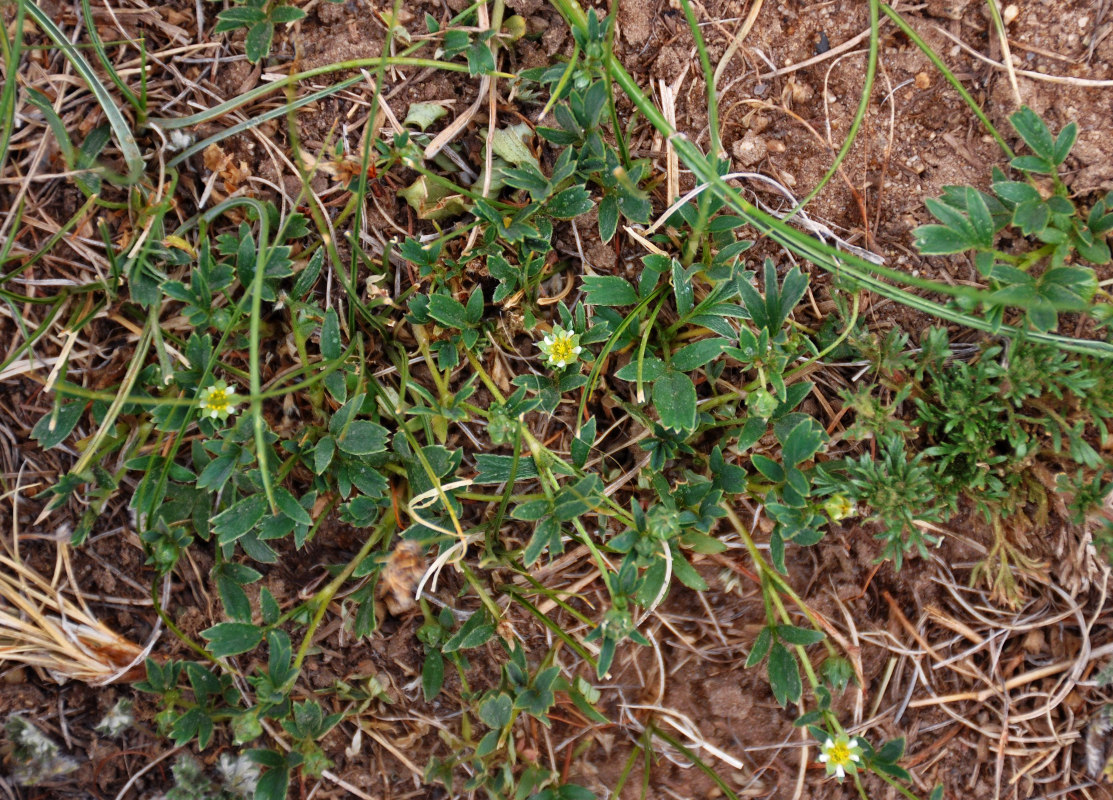 Изображение особи Sibbaldianthe adpressa.