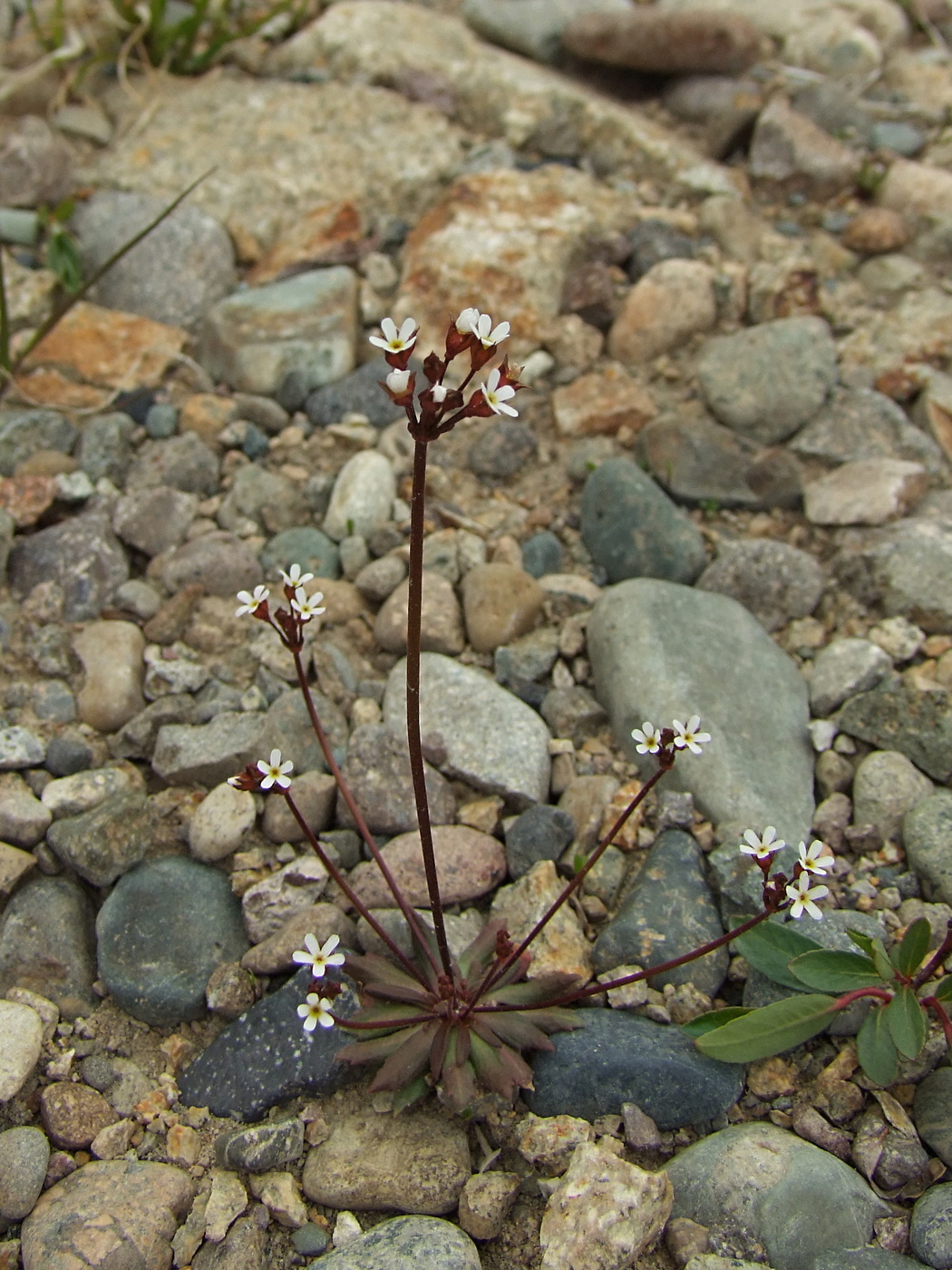 Image of Androsace septentrionalis specimen.