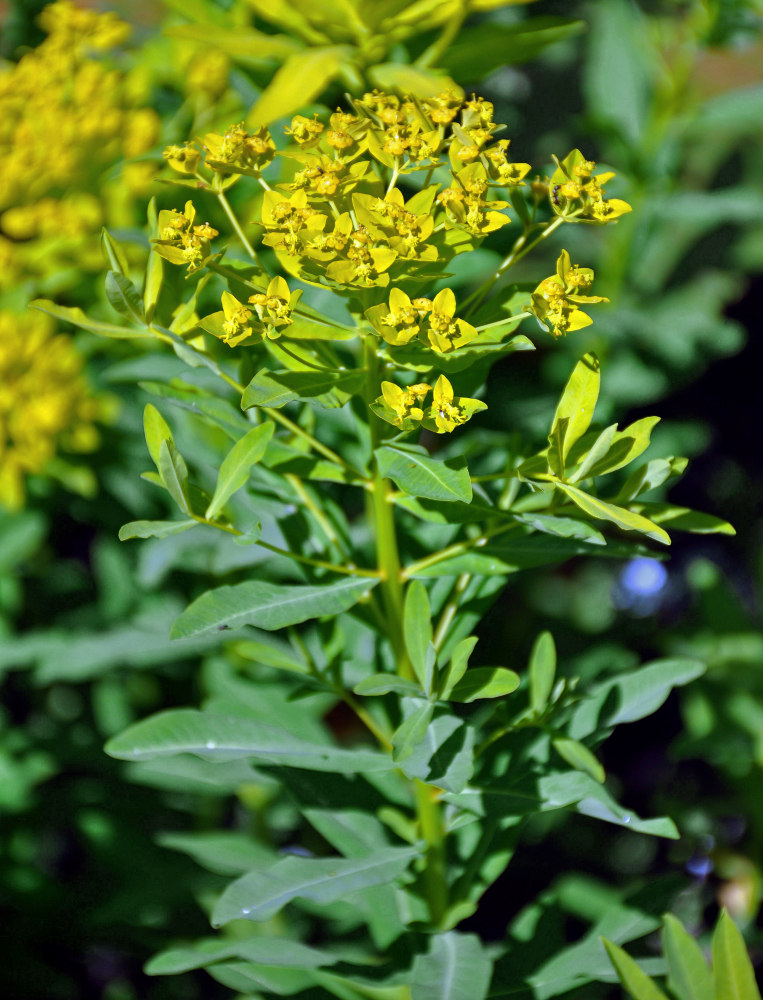 Изображение особи Euphorbia eugeniae.