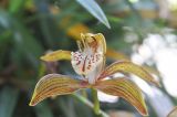 genus Cymbidium. Цветок. Китай, пров. Юньнань, г. Лицзян, музейный комплекс \"Имение Му\". 01.11.2016.