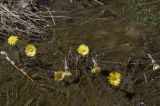 Tussilago farfara