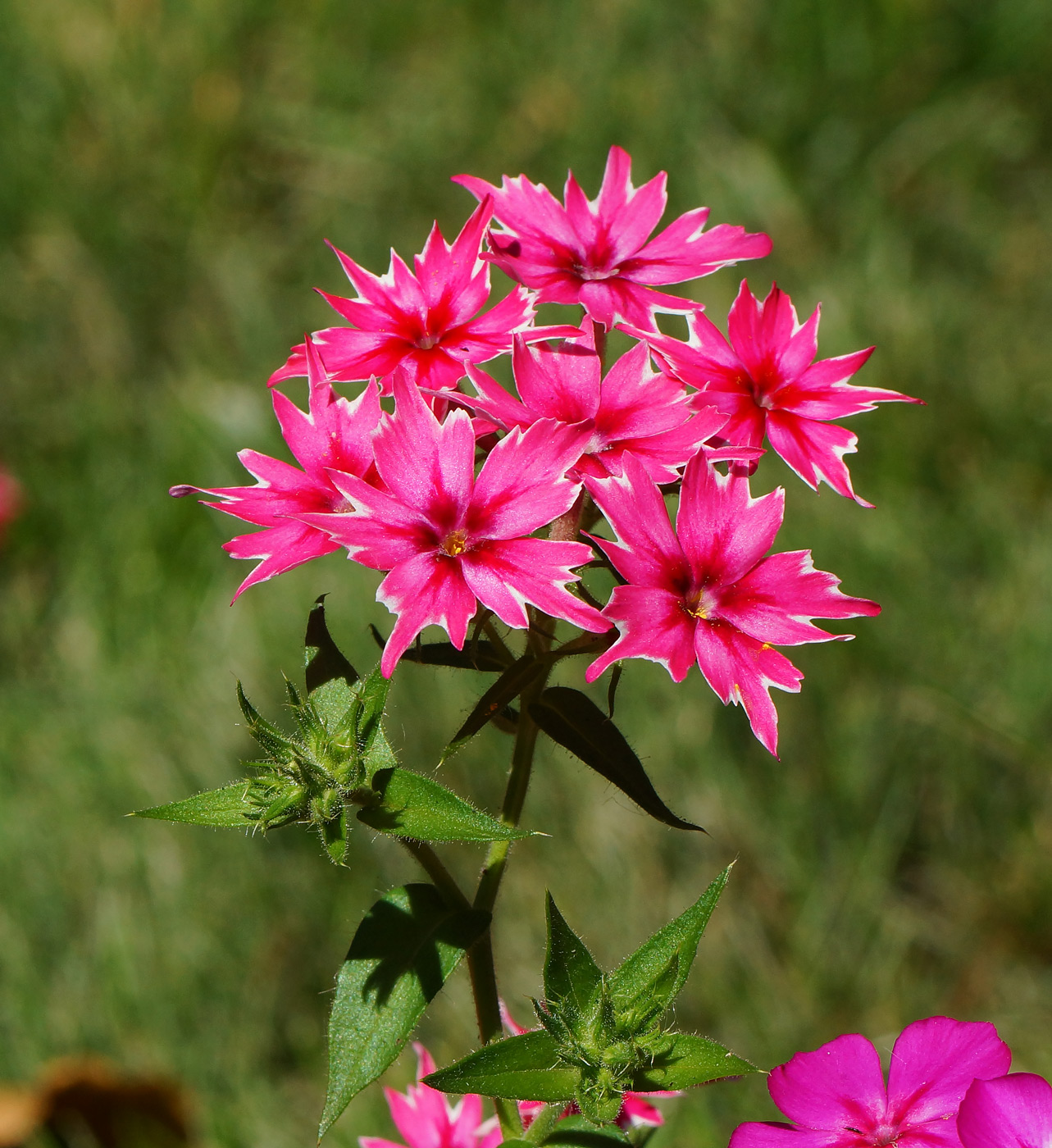 Image of Phlox drummondii specimen.