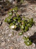 Quercus alnifolia