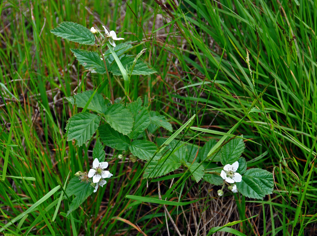 Image of Rubus nessensis specimen.