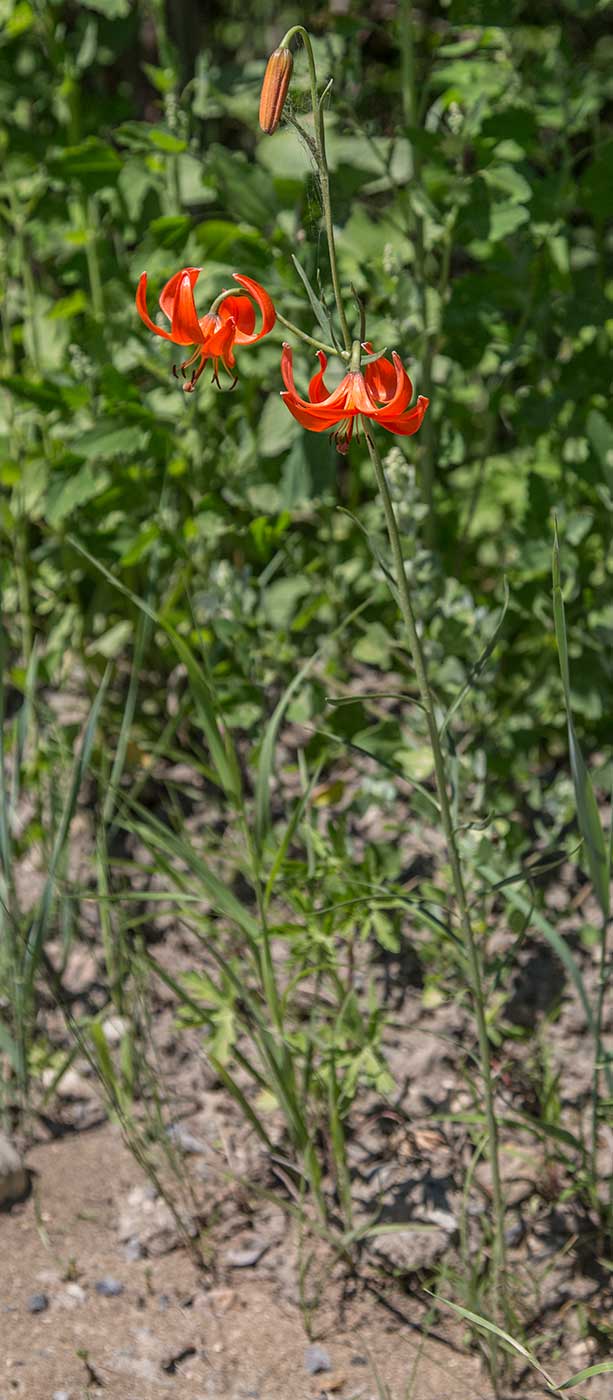 Image of Lilium pumilum specimen.