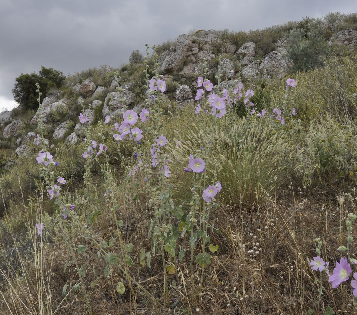 Image of Alcea pallida specimen.