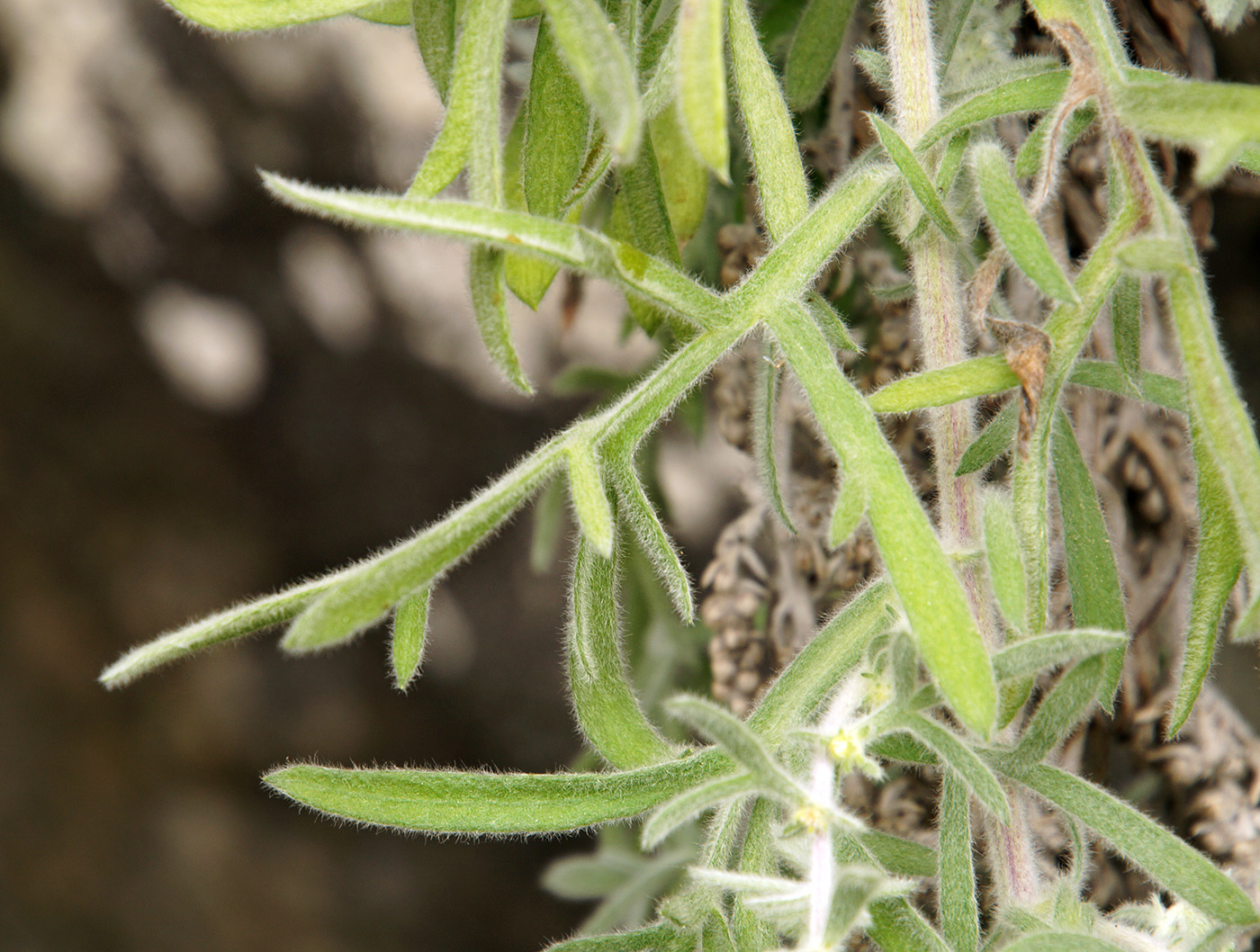 Изображение особи Artemisia pannosa.