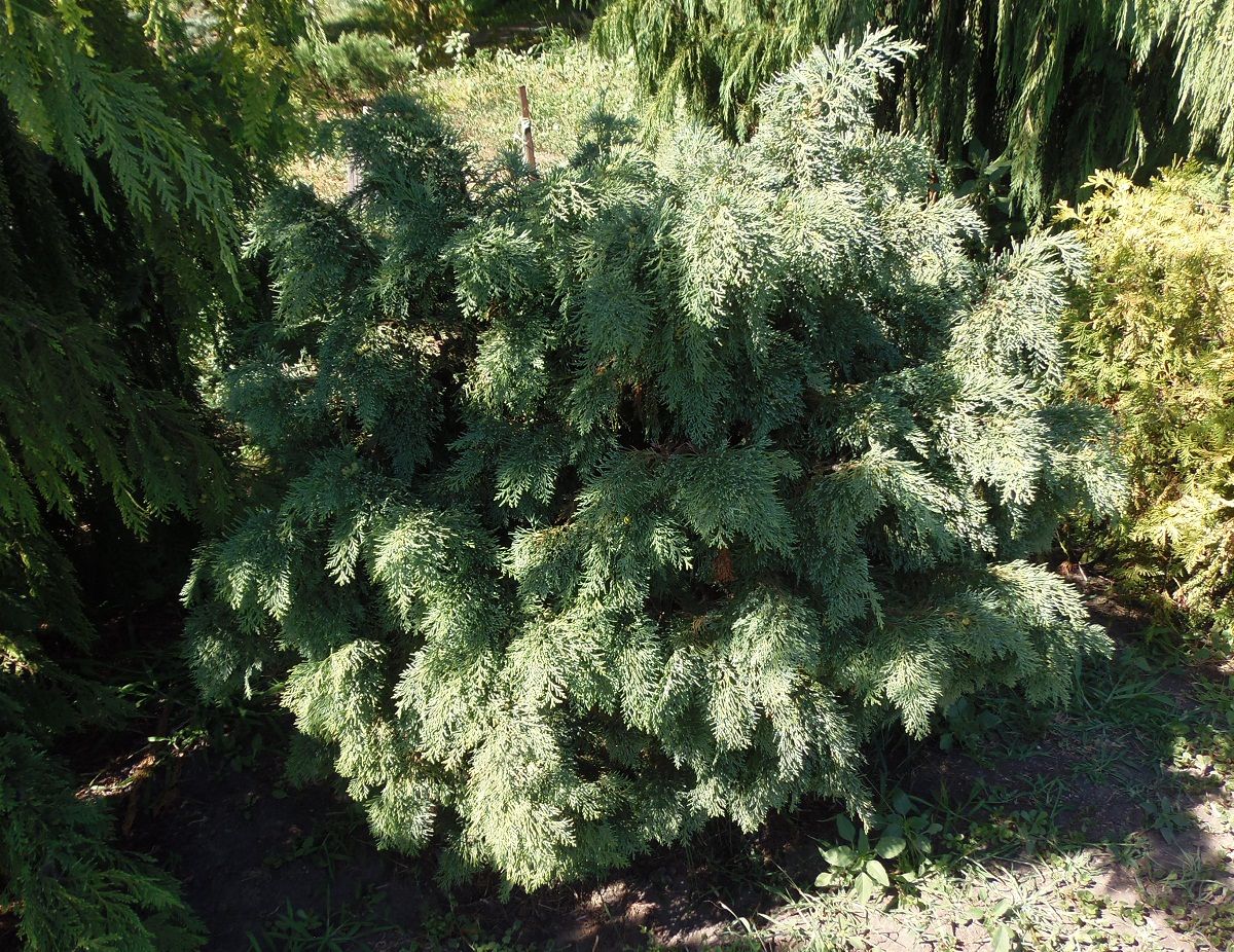 Image of genus Cupressus specimen.