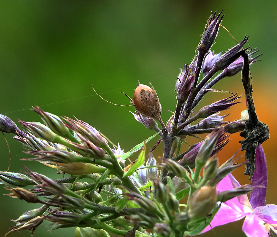 Image of Phlox paniculata specimen.