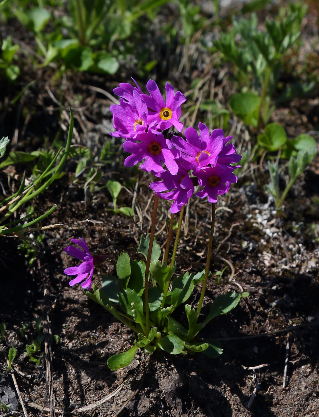 Image of Primula cuneifolia specimen.