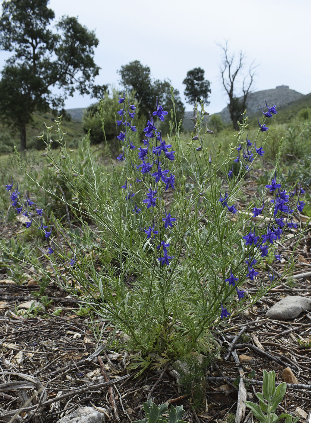 Изображение особи Delphinium verdunense.