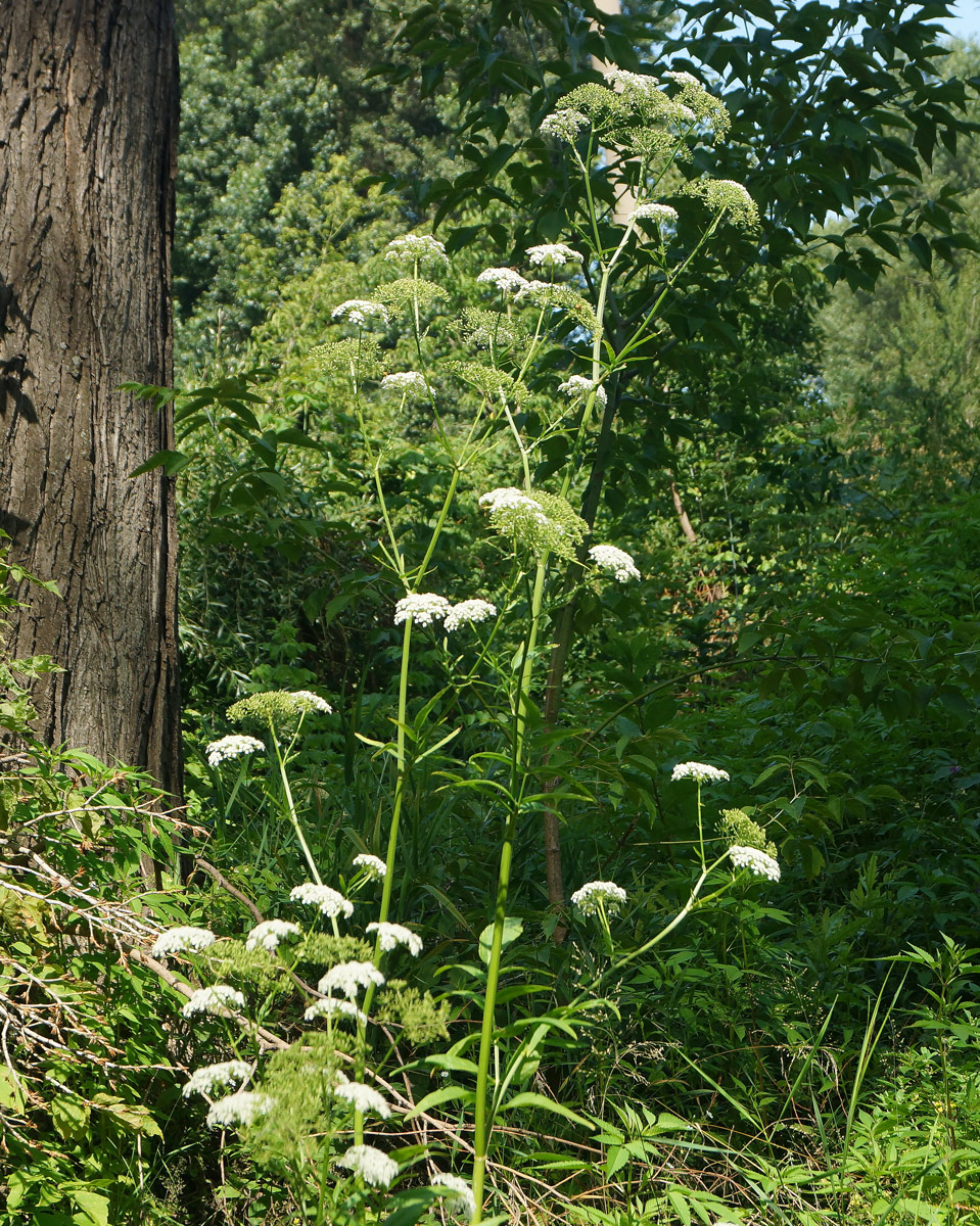 Image of Sium latifolium specimen.