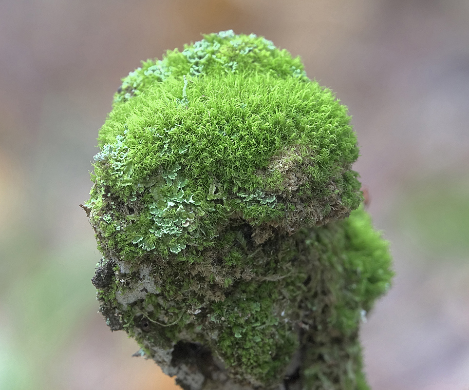 Image of genus Dicranum specimen.