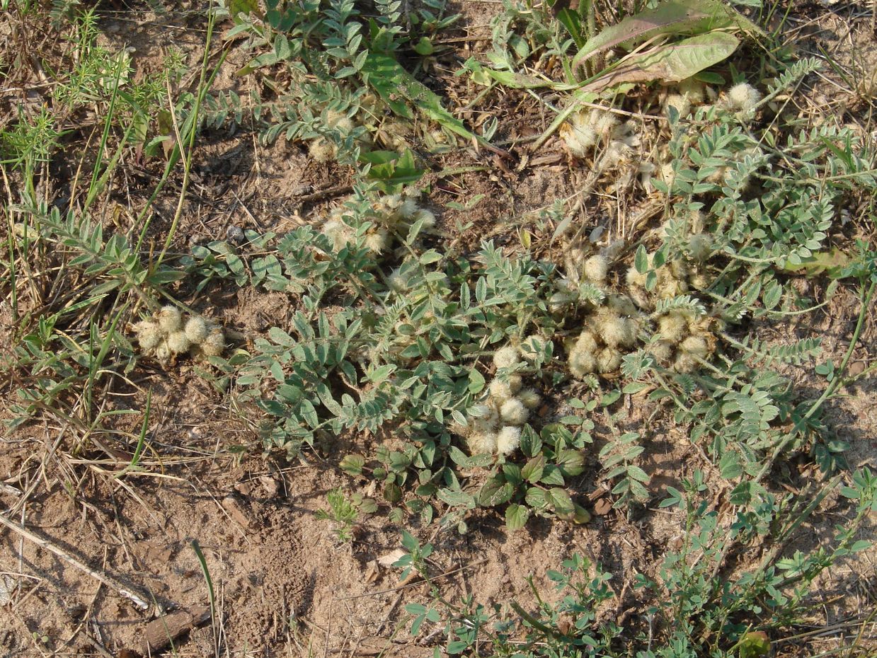 Image of Astragalus testiculatus specimen.