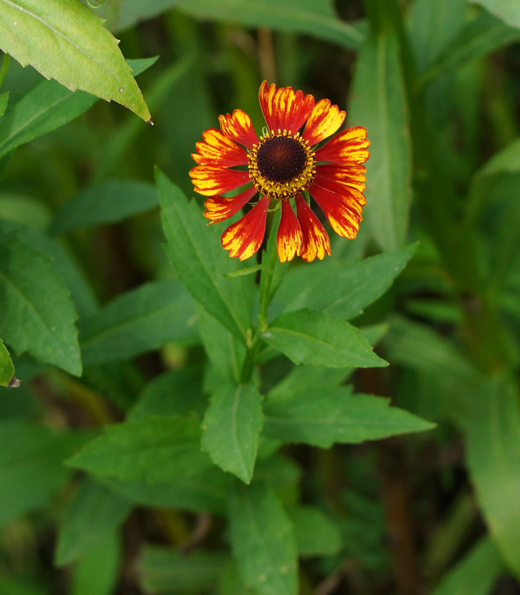 Image of Helenium autumnale specimen.