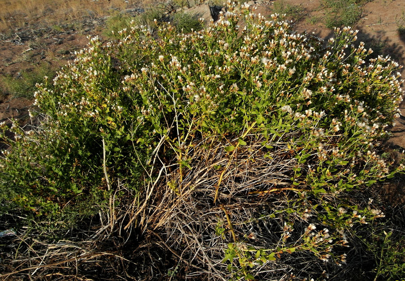 Изображение особи Karelinia caspia.