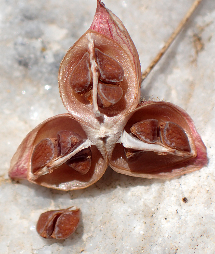 Image of Fumana arabica specimen.