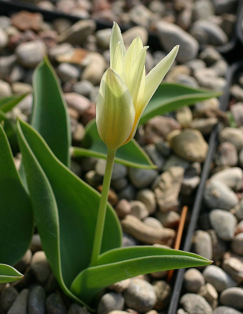 Image of Tulipa berkariensis specimen.