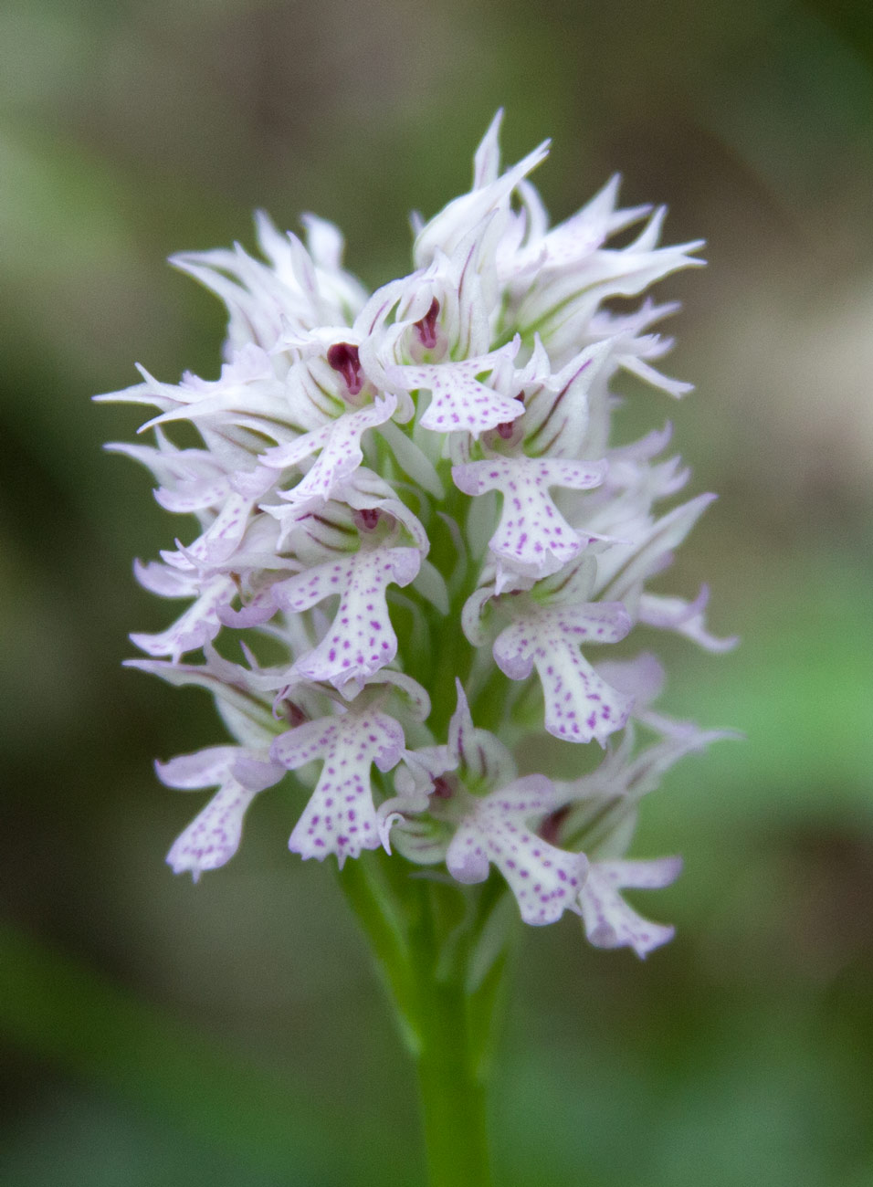 Изображение особи Neotinea tridentata.