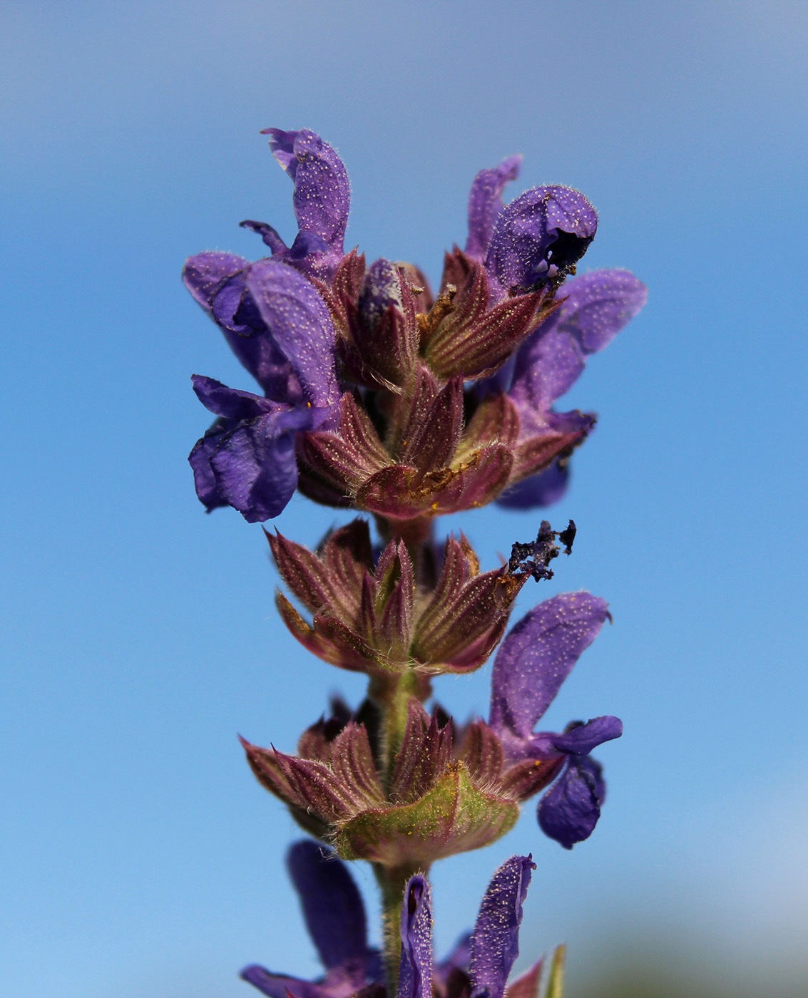 Изображение особи Salvia deserta.