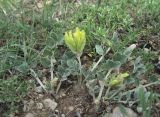 Astragalus calycinus. Цветущее растение. Дагестан, Гергебильский р-н, с. Гергебиль, ок. 900 м н.у.м., склон. 07.06.2019.