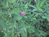 Trifolium medium