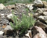 Alyssum alyssoides