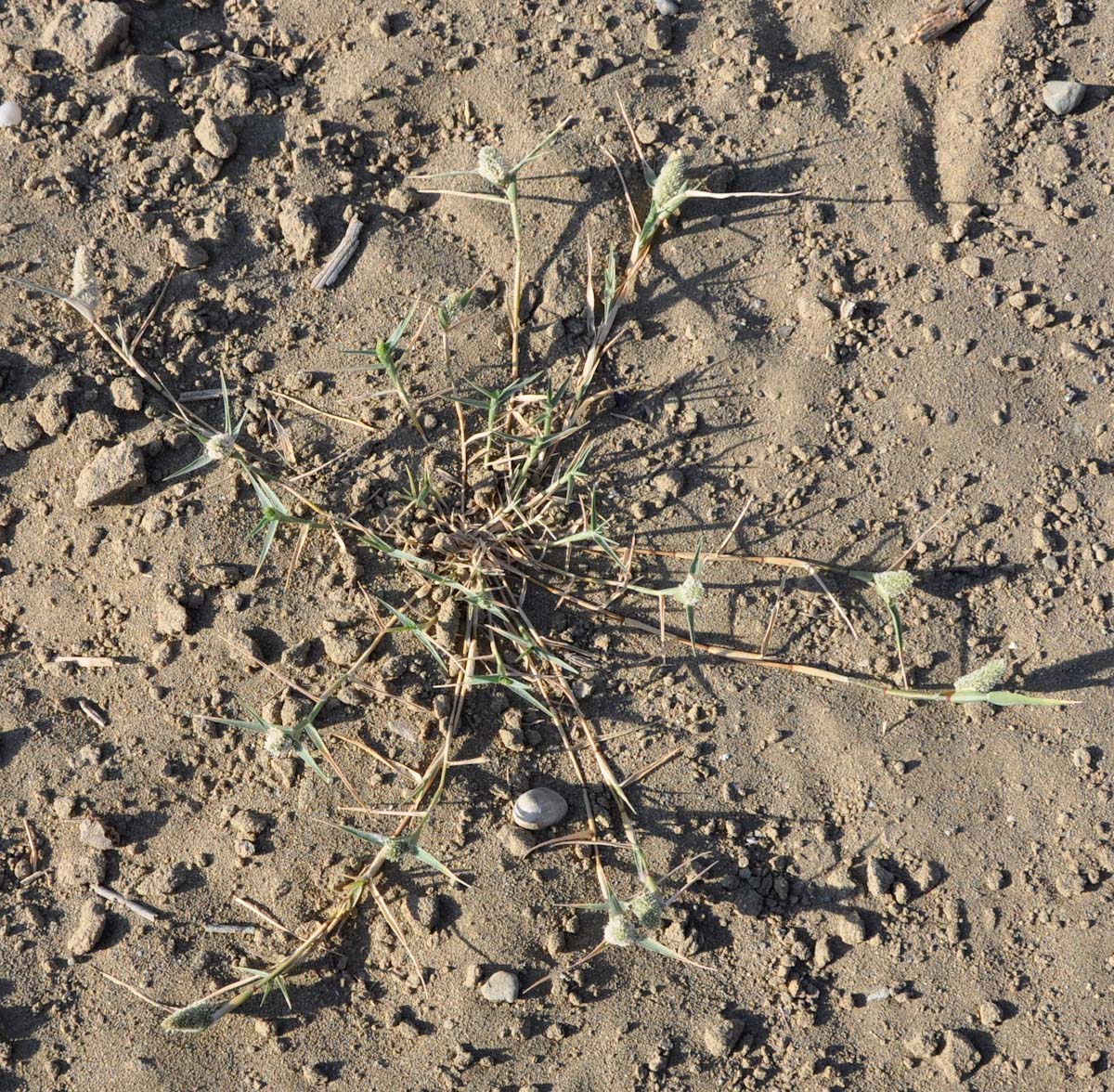 Image of Crypsis schoenoides specimen.