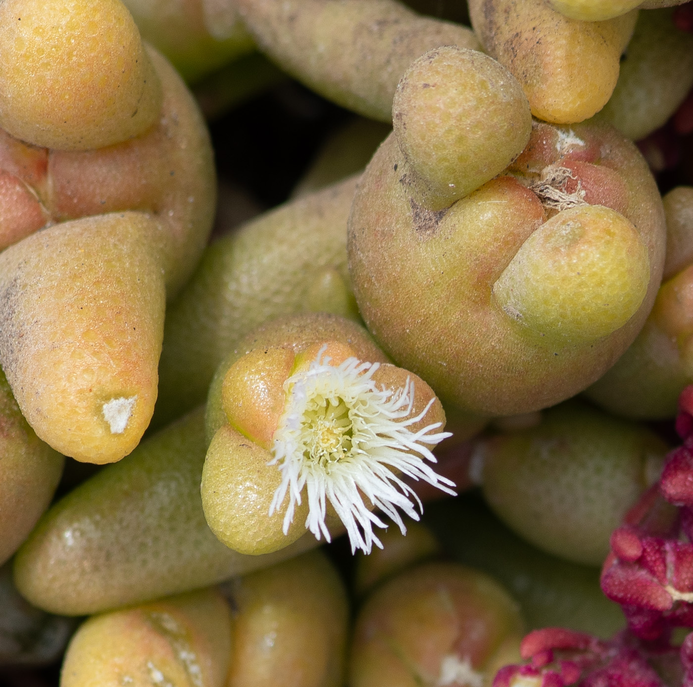 Image of Mesembryanthemum cryptanthum specimen.