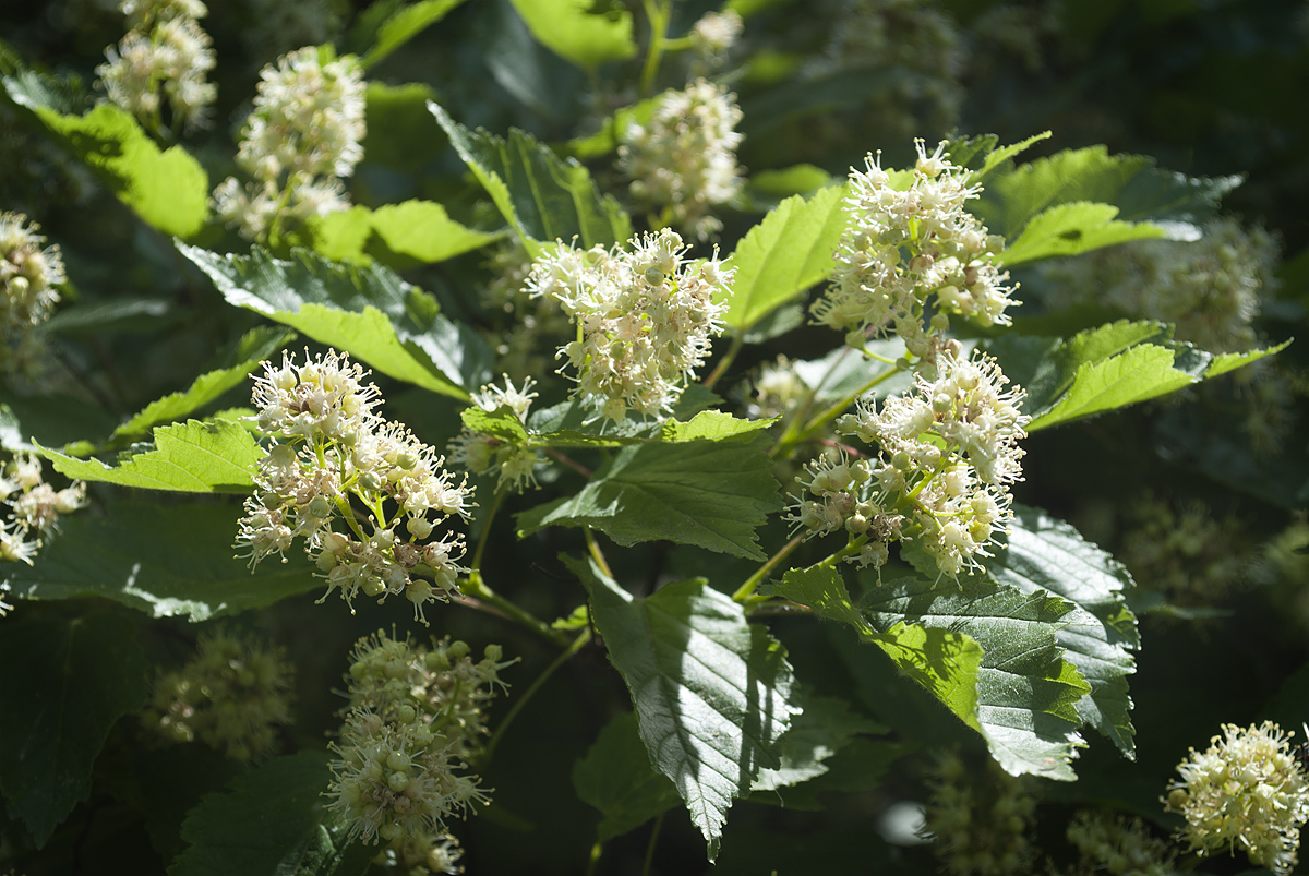 Image of Acer tataricum specimen.