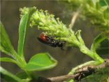 Salix &times; fragilis