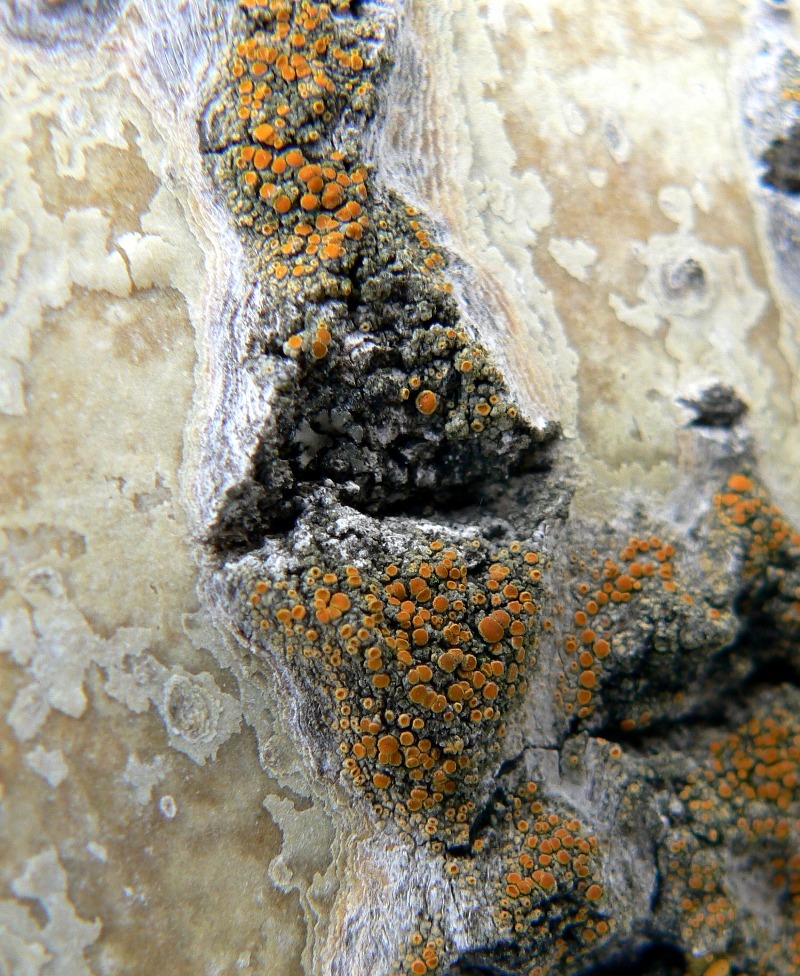 Image of Caloplaca pyracea specimen.