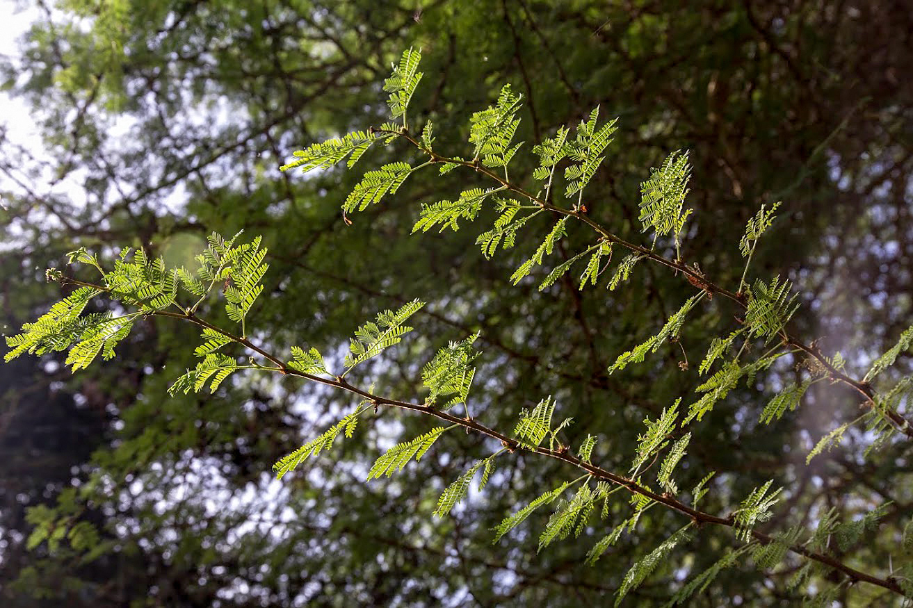 Image of Vachellia xanthophloea specimen.