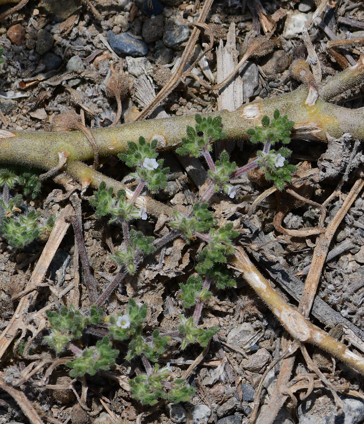 Image of Tiquilia paronychioides specimen.