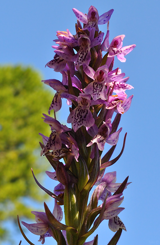 Image of Dactylorhiza sibirica specimen.