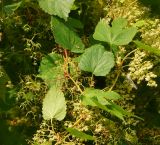 Humulus lupulus