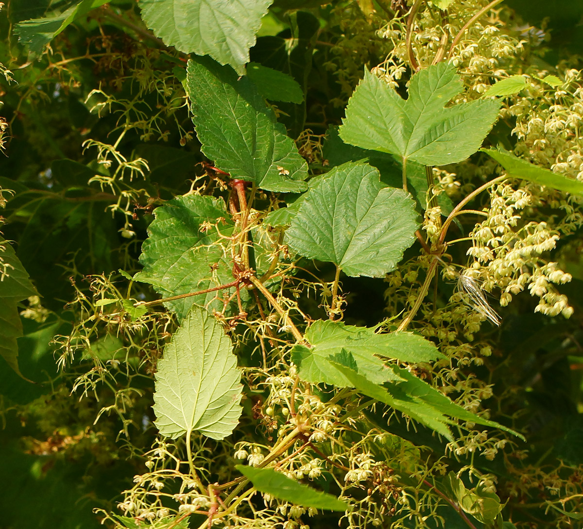 Изображение особи Humulus lupulus.