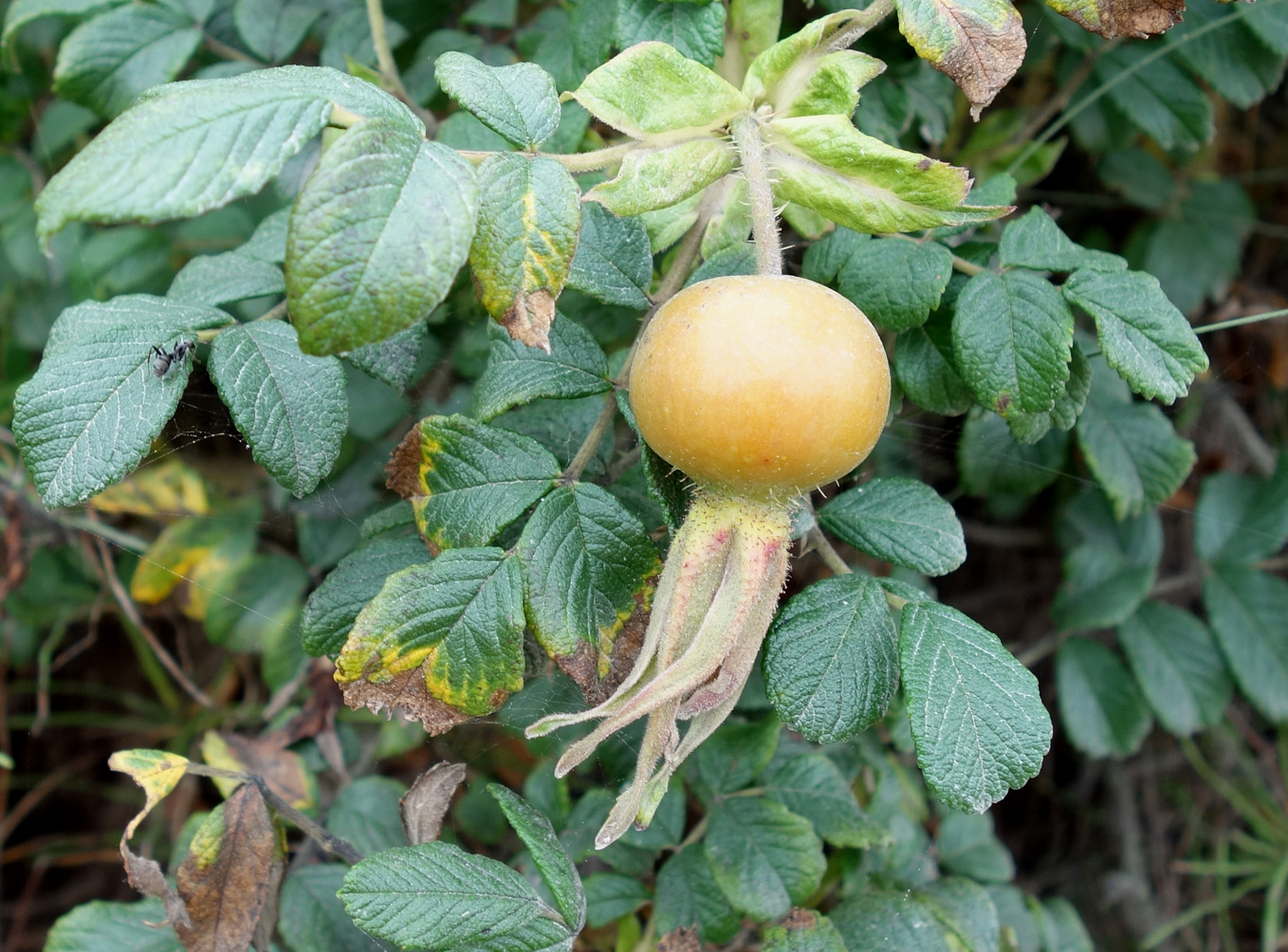 Image of Rosa rugosa specimen.