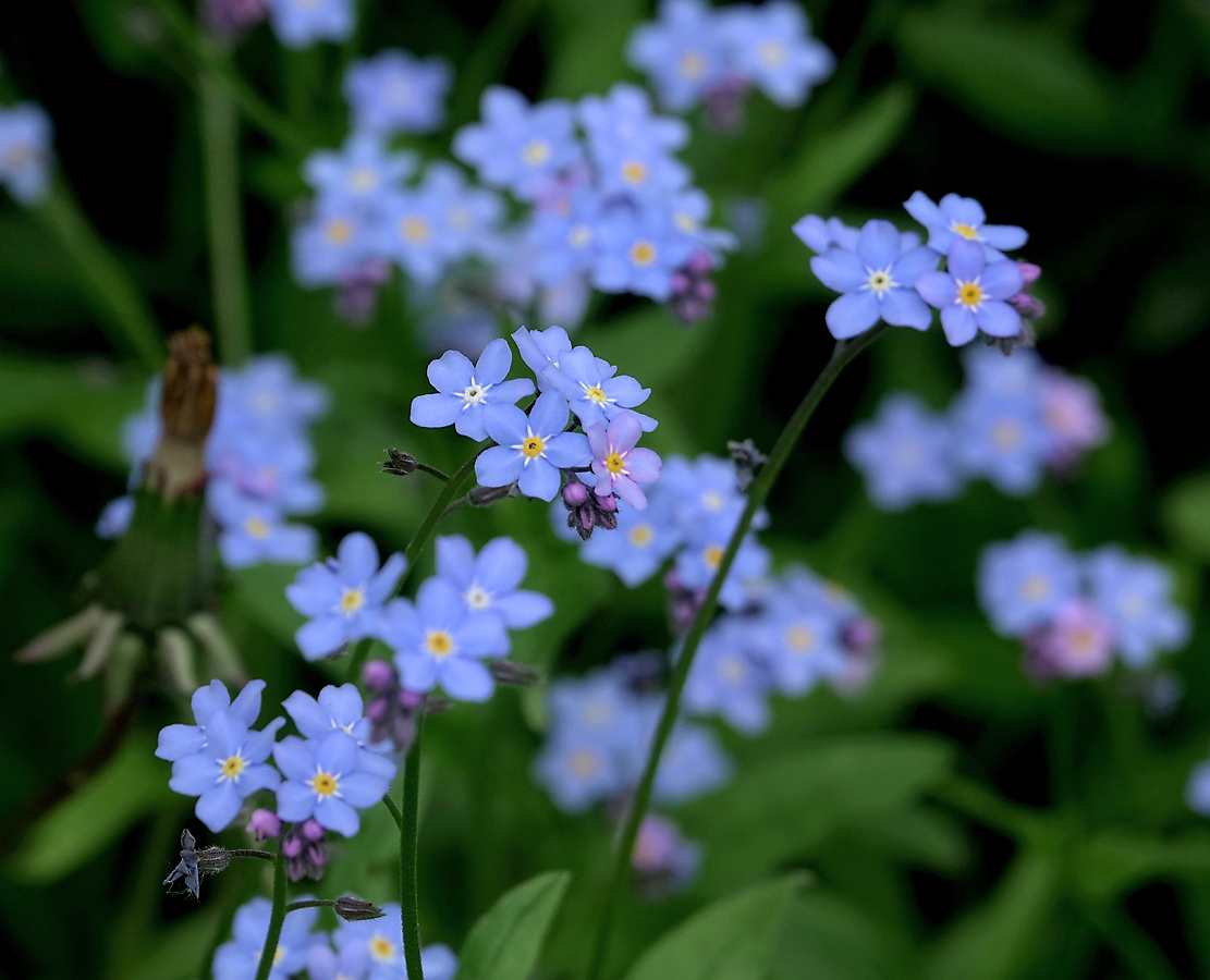 Изображение особи Myosotis sylvatica.