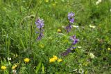 Смотреть изображение Polygala major