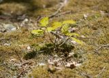 genus Quercus. Молодое растение. Краснодарский край, Крымский р-н, окр. станицы Гладковская, грязевой вулкан Гладковские сопки, дубовый лес, поросшая мхом каменистая поляна. 25.04.2020.