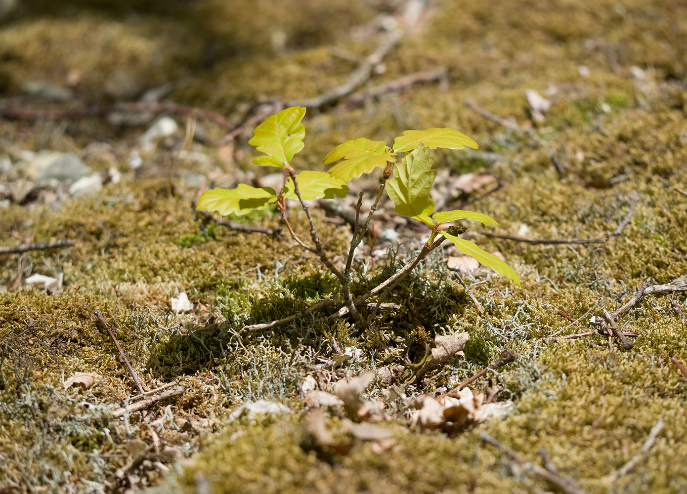 Изображение особи род Quercus.