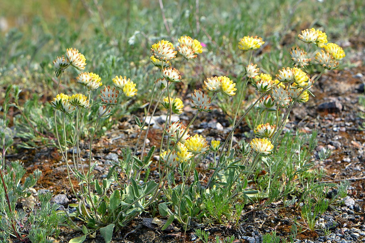 Image of Anthyllis macrocephala specimen.