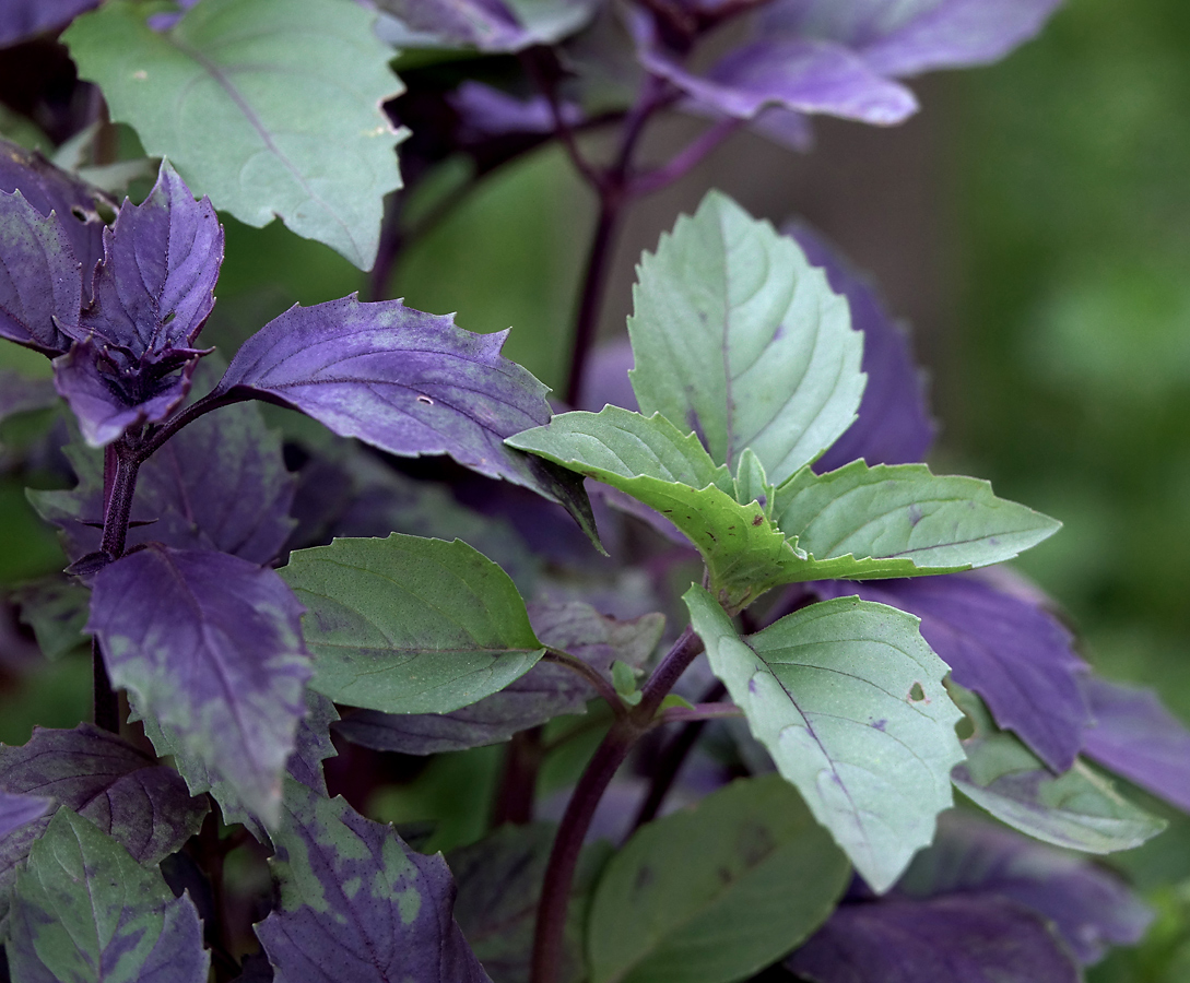 Image of Ocimum basilicum specimen.