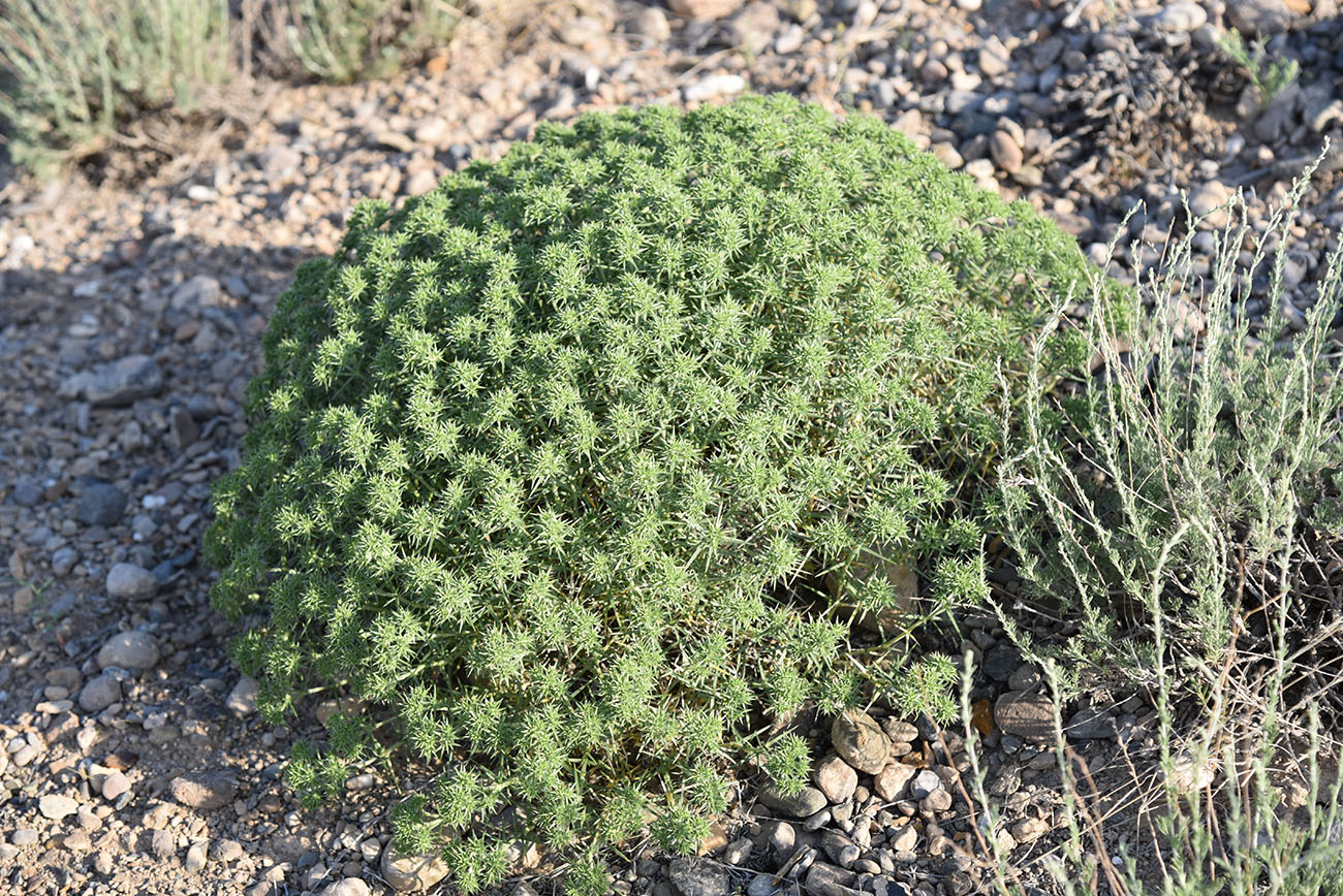 Image of Acanthophyllum pungens specimen.