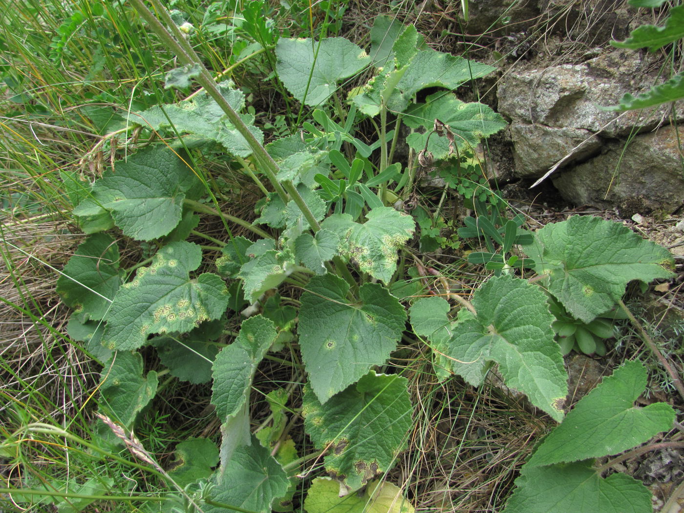 Image of Campanula alliariifolia specimen.