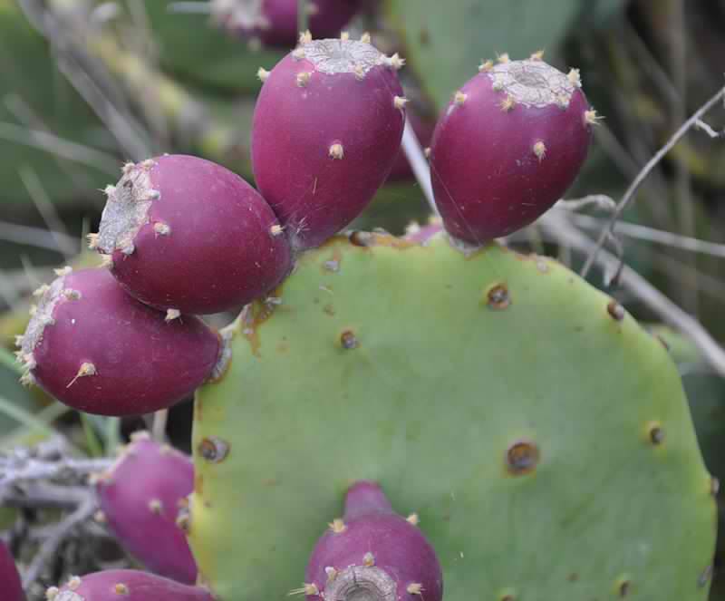 Image of Opuntia stricta specimen.