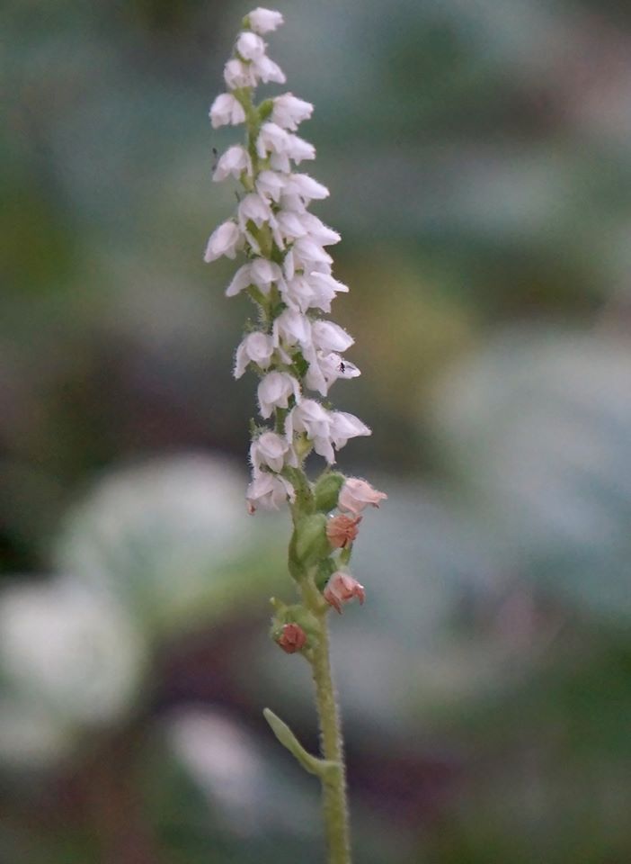 Image of Goodyera repens specimen.