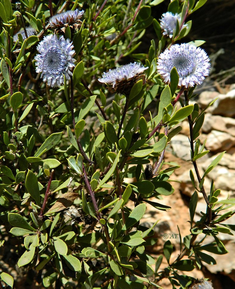 Изображение особи Globularia alypum.