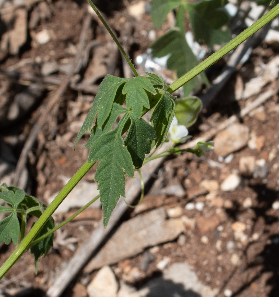 Изображение особи Cardiospermum halicacabum.